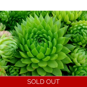 Sempervivum 'Key Lime Kiss'